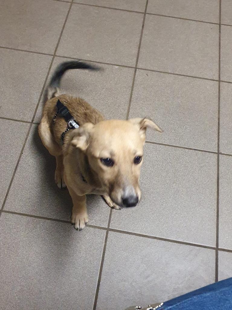 Britt zoek een lief huisje wie heeft er interesse, Particulier, 1 tot 2 jaar, Buitenland, Teef