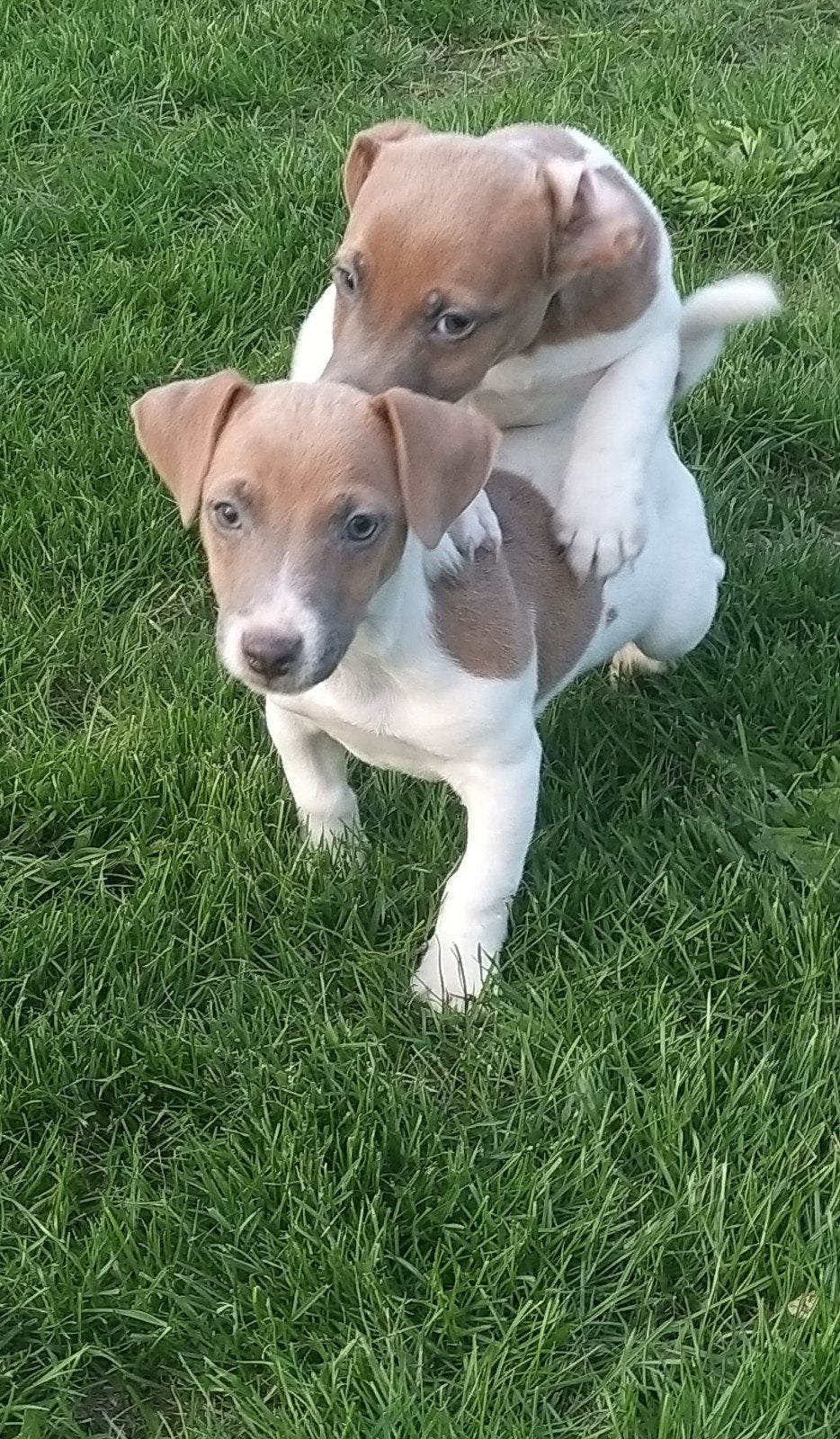 jack Russell pupjes, Jack Russell Terriër, Reu, 8 tot 15 weken, Meerdere