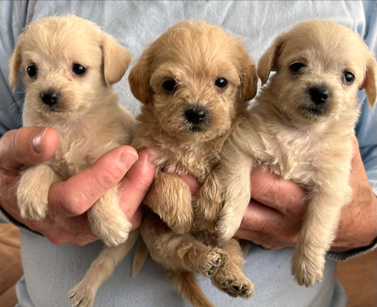 Lieve rustige pups X toy poedel mini en kleine chiwawa wit, Poedel, Parvo, 8 tot 15 weken, Meerdere