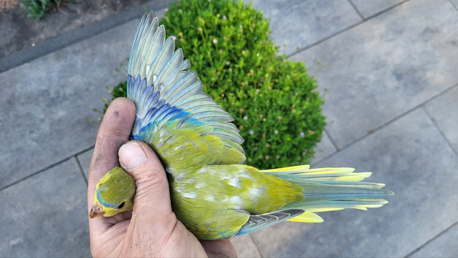 elegant / eleganten, Dieren en Toebehoren, Vogels | Parkieten en Papegaaien, Meerdere dieren, Parkiet, Geringd