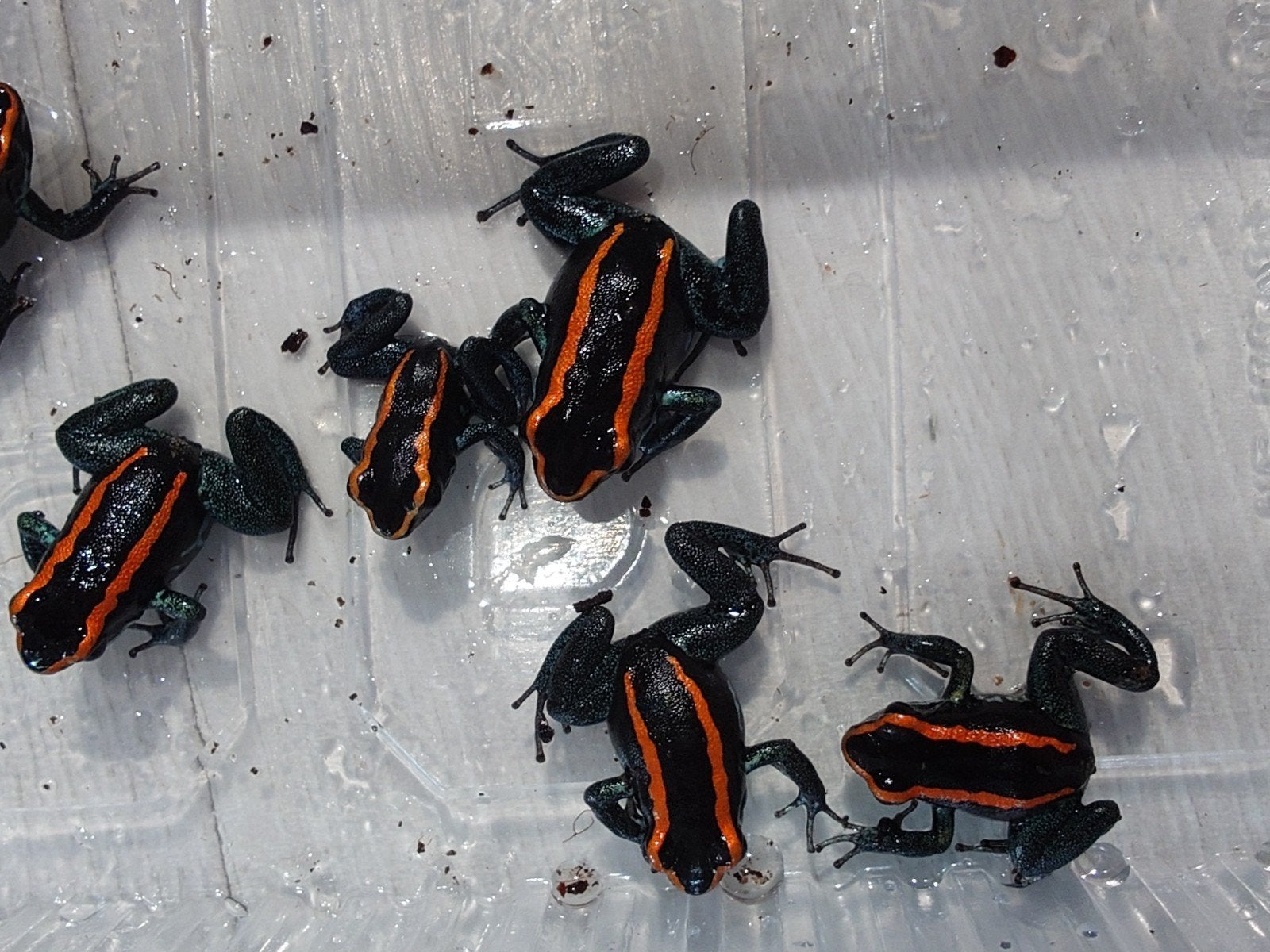 Phyllobates vittatus, Amfibie, 0 tot 2 jaar