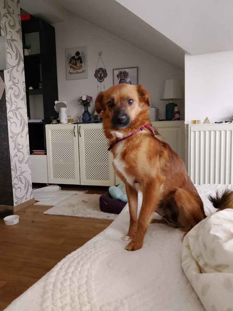 Suza klein mooi en lief teefje, Particulier, Buitenland, Teef, Parvo