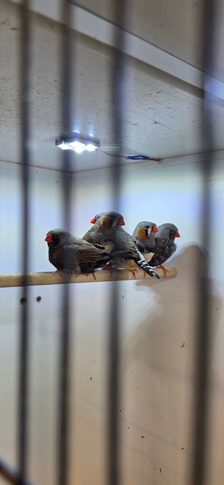 Charcoal zebravinken, Dieren en Toebehoren, Vogels | Overige Vogels, Meerdere dieren, Tropenvogel, Geringd