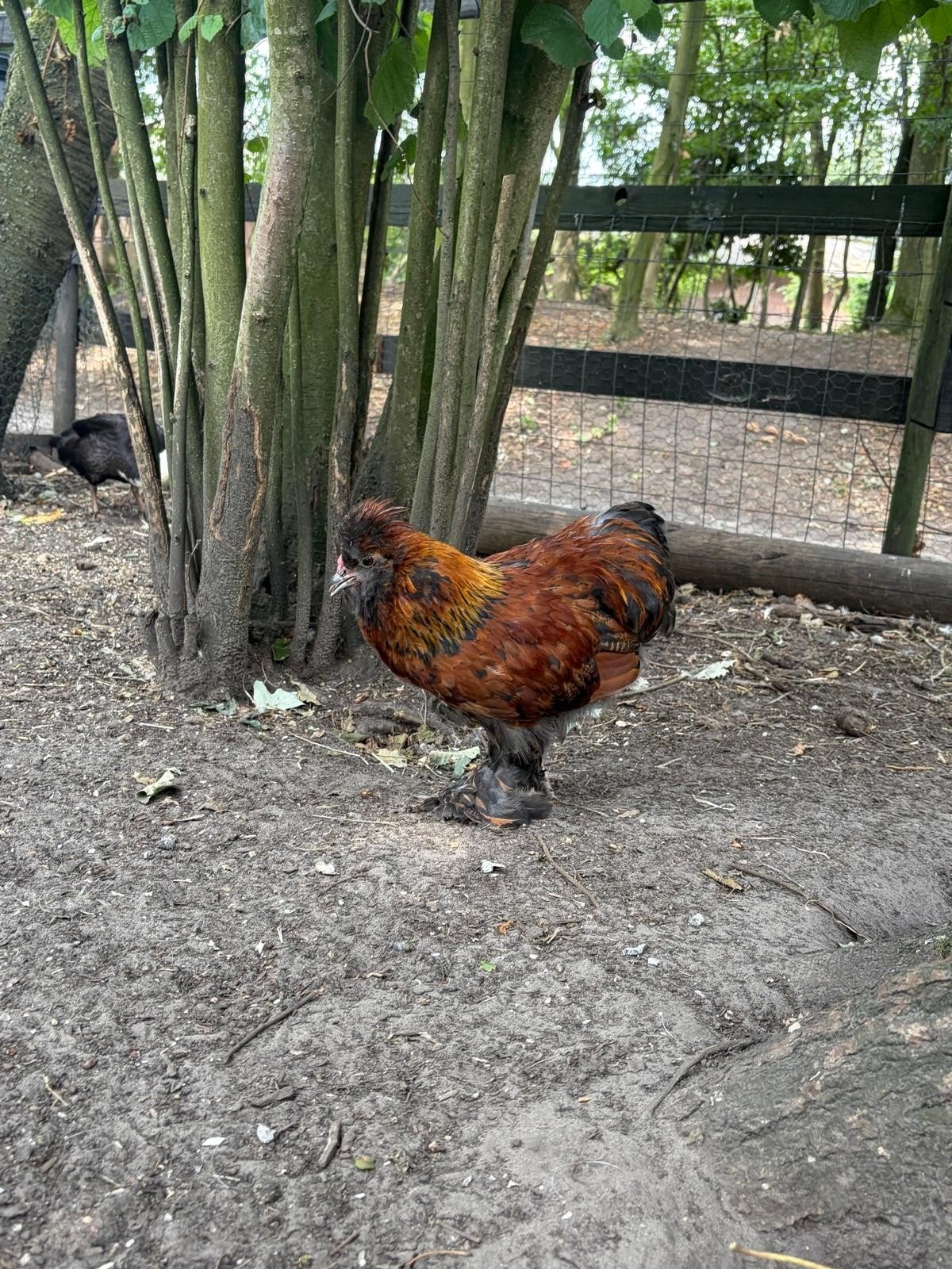Zijdehoen-kruising, vermoedelijk haan., Dieren en Toebehoren, Pluimvee, Mannelijk, Kip