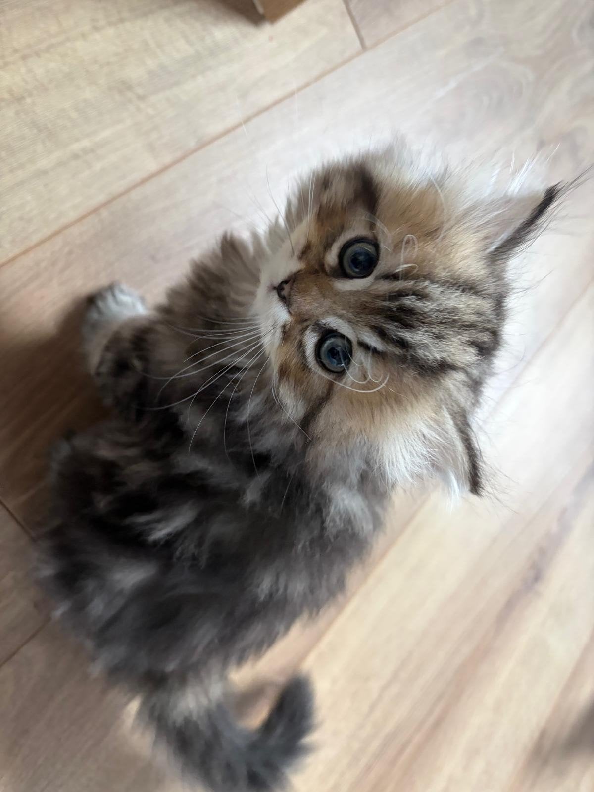 Britse langhaar kittens, Dieren en Toebehoren, Katten en Kittens | Overige Katten, Meerdere dieren, Langharig