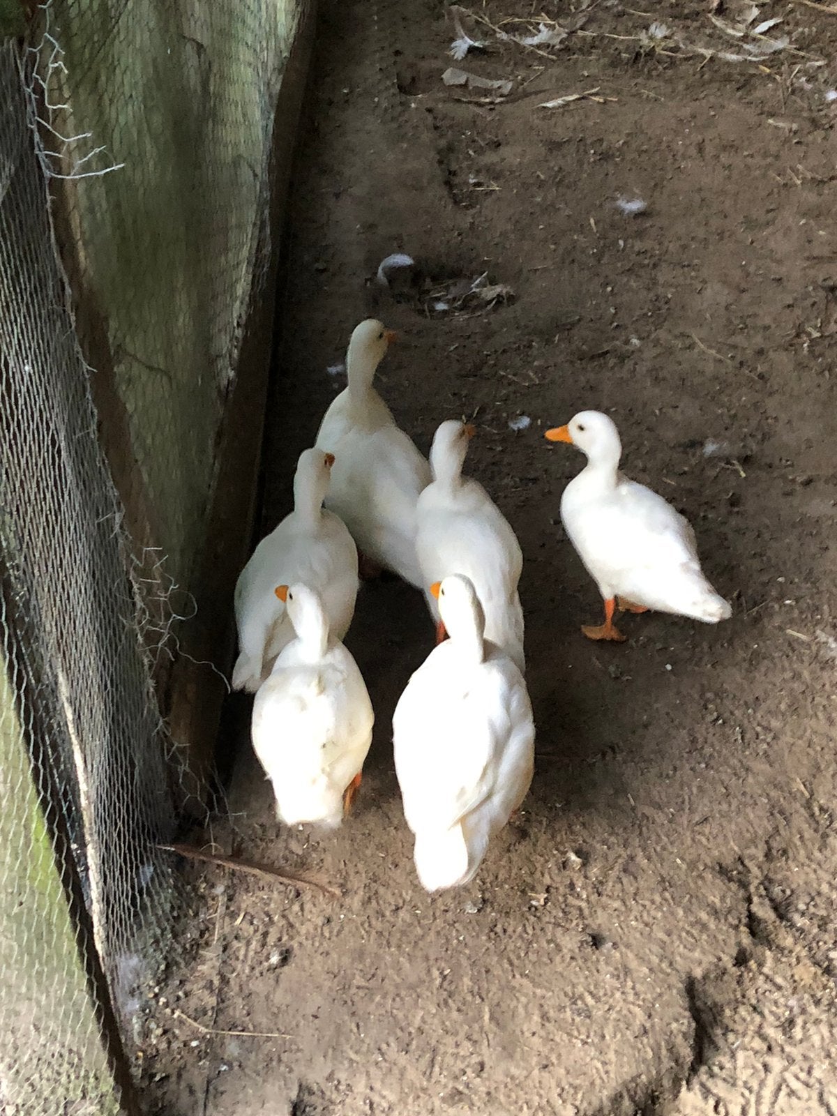 Mooie witte kwakers, Mannelijk, Eend