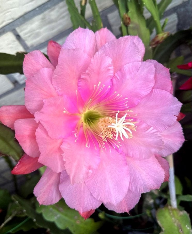 cactus - Epiphyllum Clarity's Cao Cabang, Ophalen of Verzenden, Cactus, Volle zon, Minder dan 100 cm
