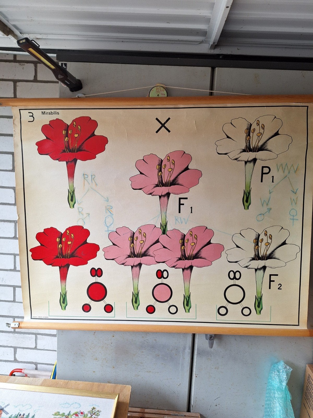 bloemen schoolkaart, Ophalen