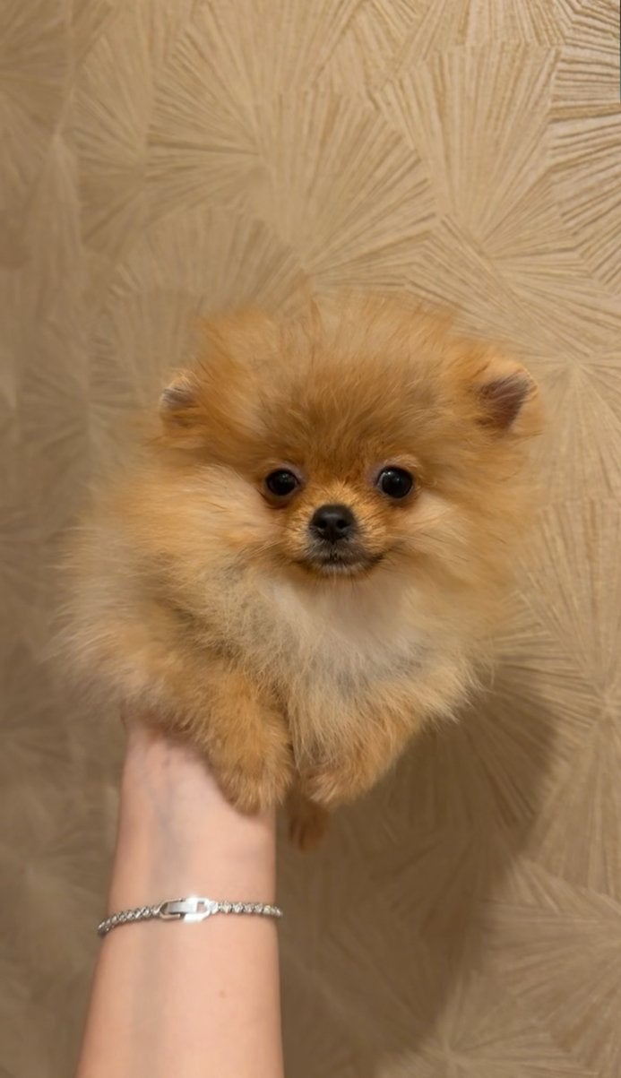 Pomeriaan bearface reutje, Dieren en Toebehoren, Particulier, Keeshond, Reu, 8 tot 15 weken