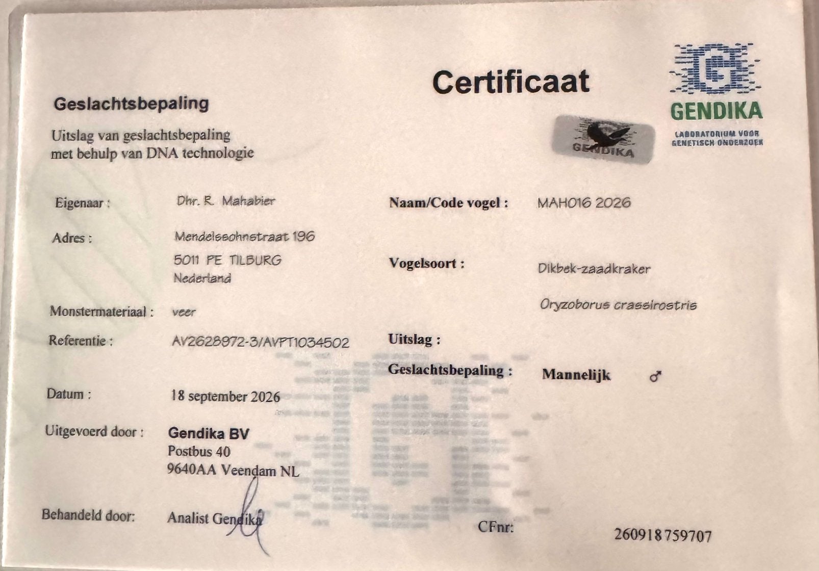 Twatwa  man, Dieren en Toebehoren, Mannelijk, Tropenvogel, Geringd