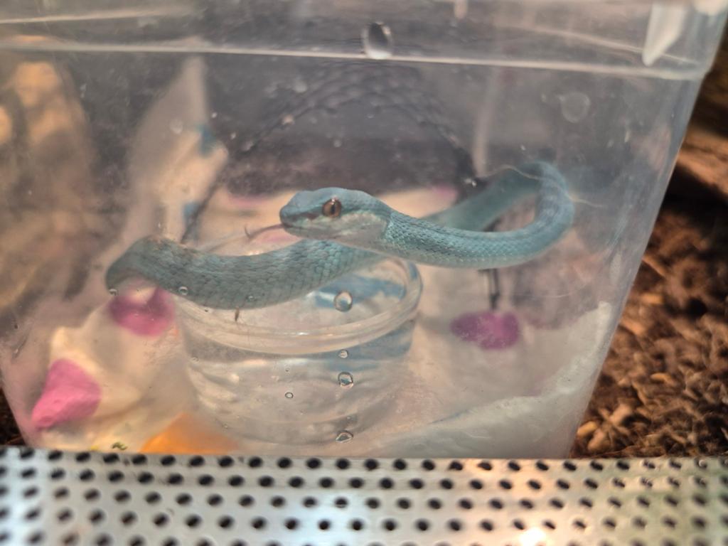 Trimeresurus 'blue' insularis, Dieren en Toebehoren, Slang