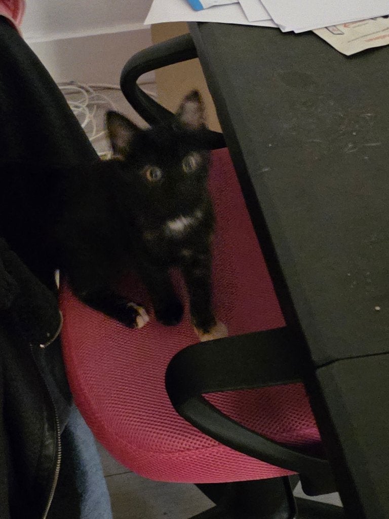Kitten, Dieren en Toebehoren, Poes, Ontwormd, 0 tot 2 jaar