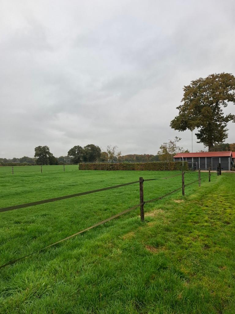 Kleinschalige paarden pony pension pensioen, Weidegang, 1 paard of pony