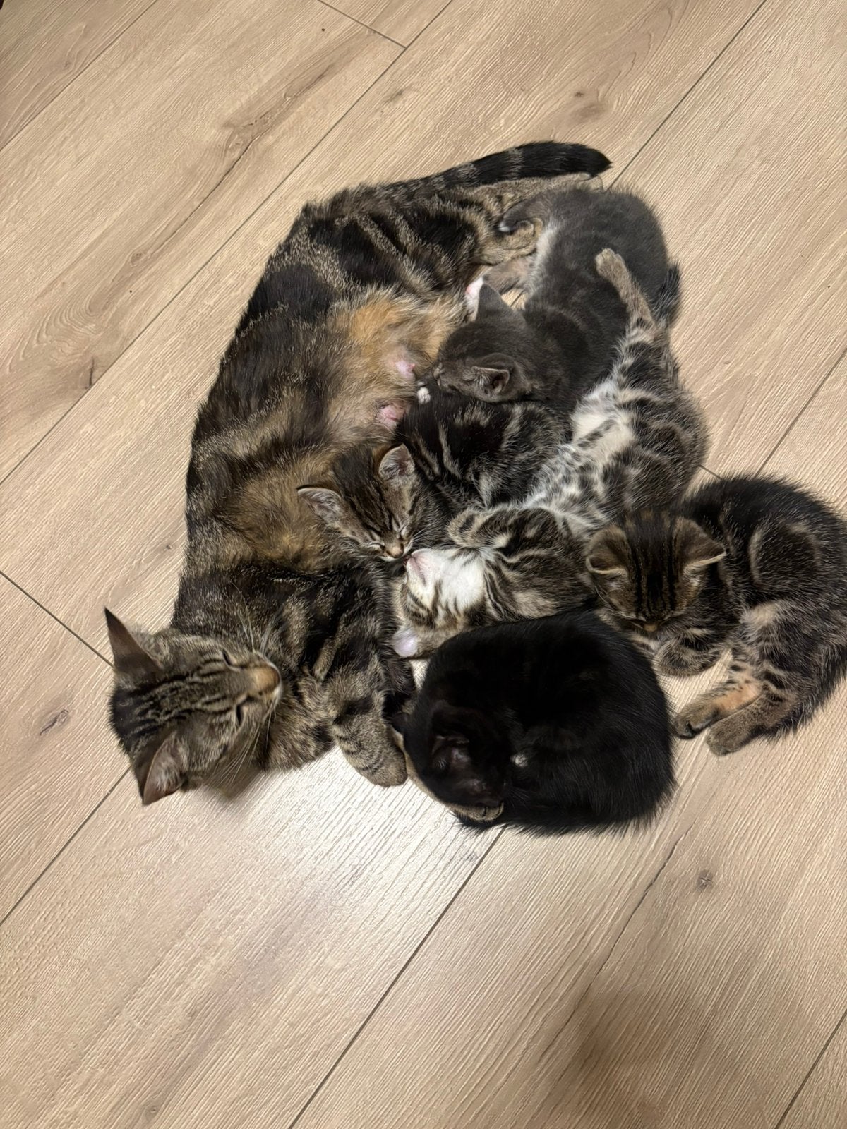 Kittens, Dieren en Toebehoren, Katten en Kittens | Overige Katten, Meerdere dieren