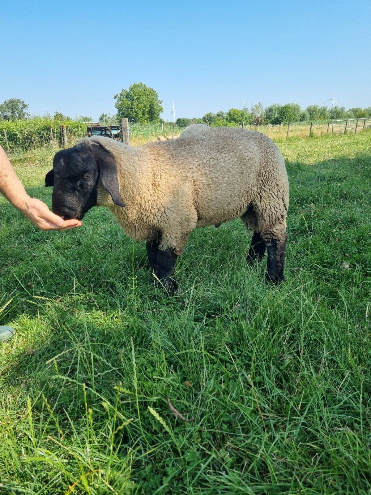 Suffolk ram., Dieren en Toebehoren, Mannelijk, Schaap, 0 tot 2 jaar