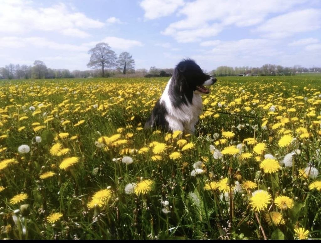 Pepper, Particulier, Reu, Buitenland, Collie