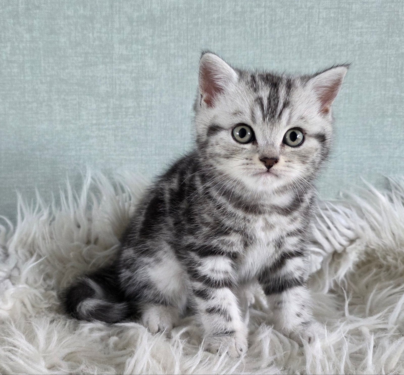 Britse korthaar black silver tabby blotched kitten., Kater, Gechipt, 0 tot 2 jaar