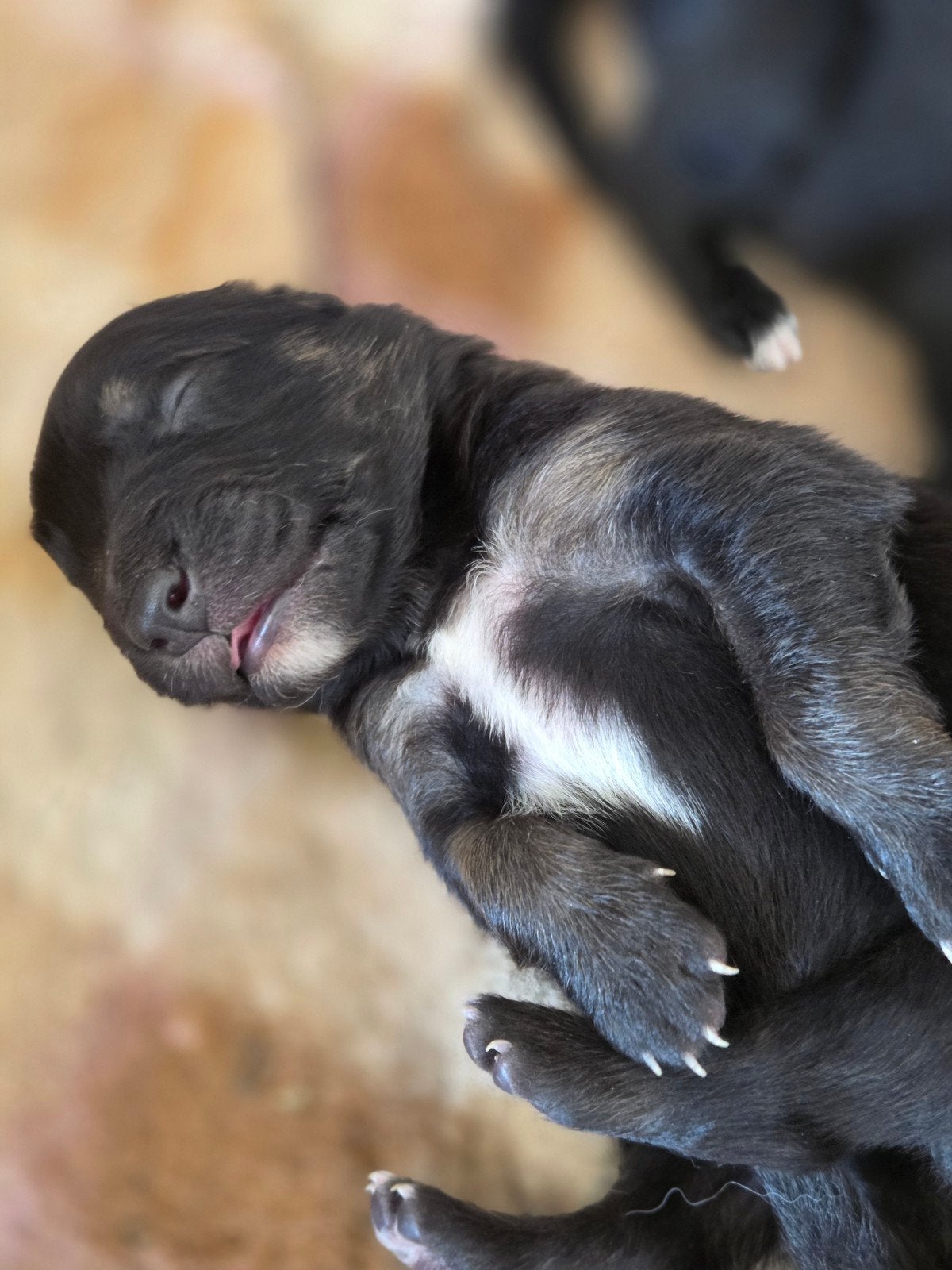 Shollie pups - Dolly pups Border Collie x Duitse Herder, Parvo, 8 tot 15 weken, Meerdere, Meerdere dieren