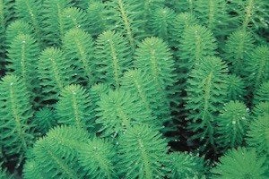 zuurstofplanten aarvederkruid krabbenscheer, Ophalen, Nieuw, Overige typen