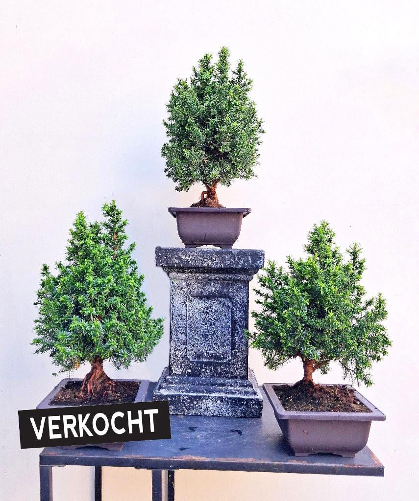 2 Bonsai Chamaecyparis thyoide- Coniferen- 25 Cm Hoog., Tuin en Terras, In pot, Bloeit niet, Halfschaduw, Minder dan 100 cm