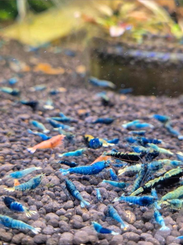 Foto 22 van Skittles caridina garnalen bezorging mix 10+5 gratis!