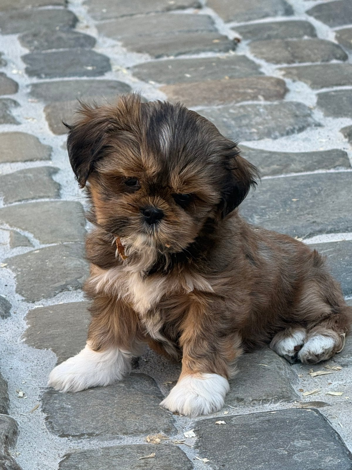Lhasa apso pupjes, Parvo, België, Overige rassen, 8 tot 15 weken