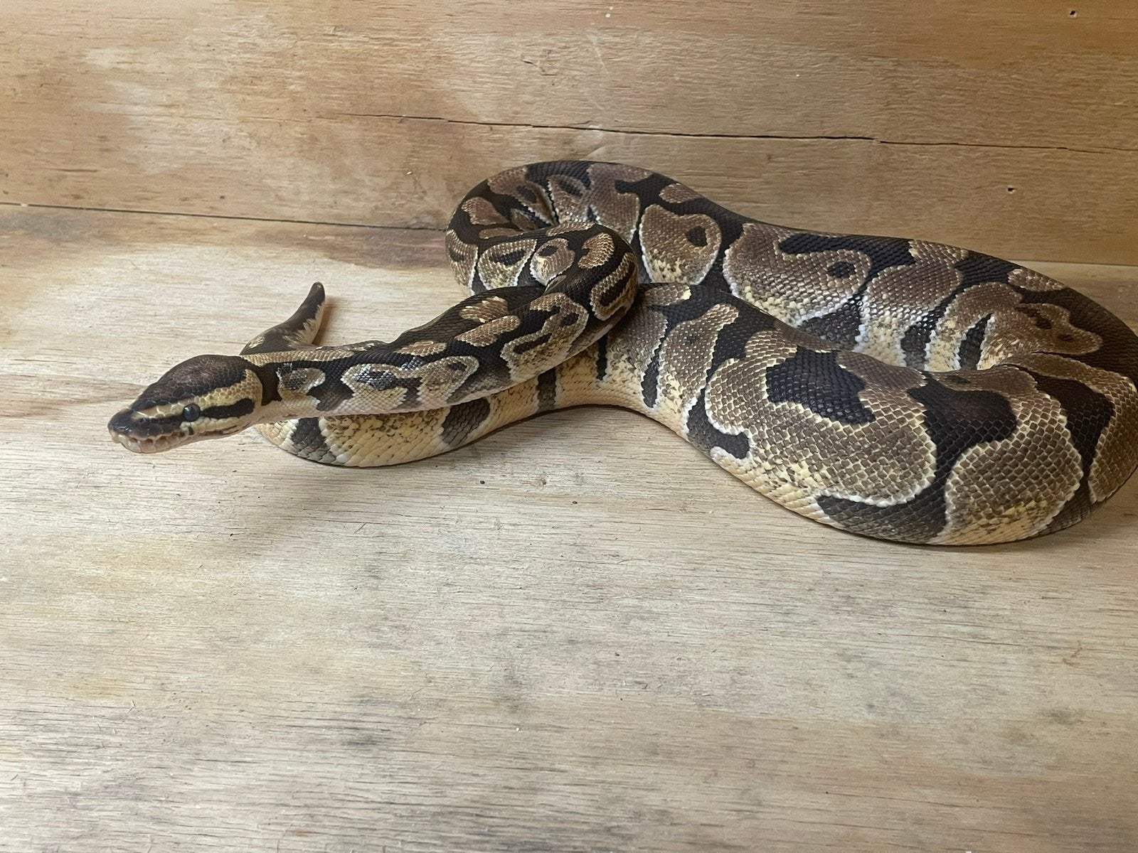 Koningspython enchi 2023 Ball Python photo 2