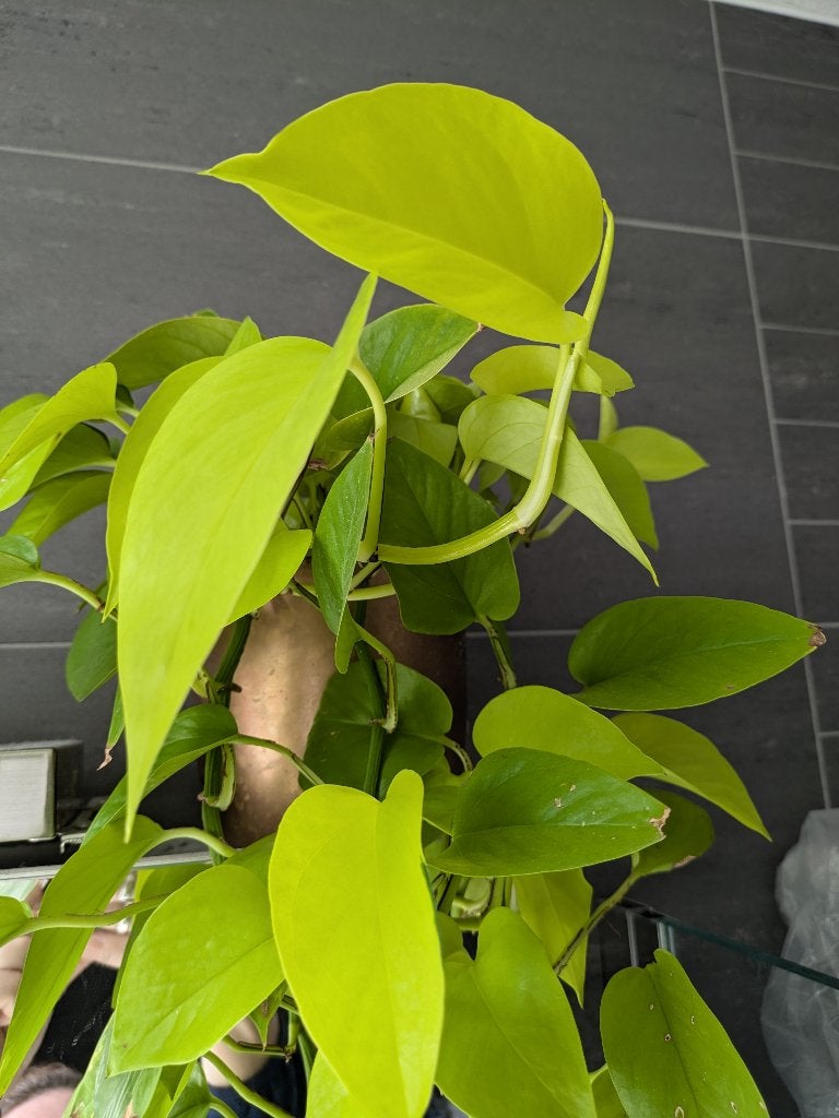 Epipremnum Neon / Lemon Lime stek, Ophalen of Verzenden, Halfschaduw, Minder dan 100 cm