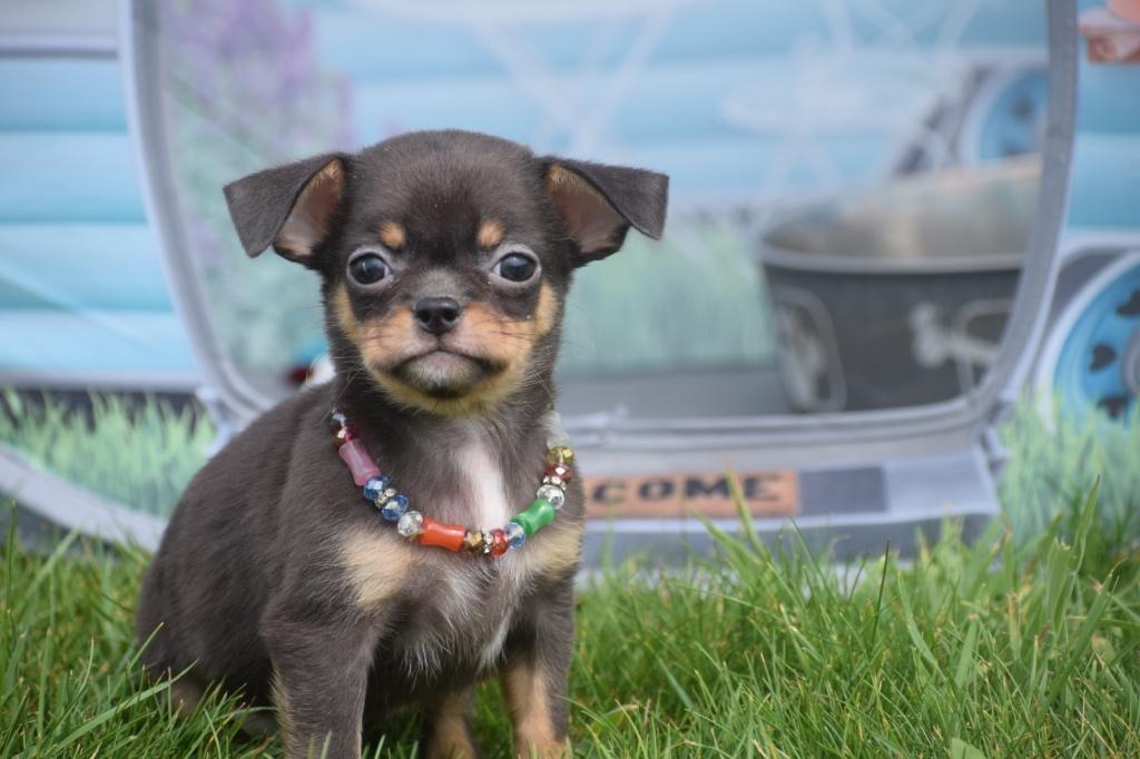 Chihuahua pups mooie keuze, Dieren en Toebehoren, 15 weken tot 1 jaar, Buitenland, Parvo, Meerdere