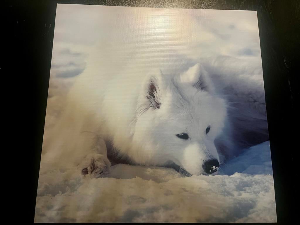 Poolhond Canvas Print - Samojeed in de Sneeuw, Ophalen of Verzenden, Nieuw, Print, 50 tot 75 cm