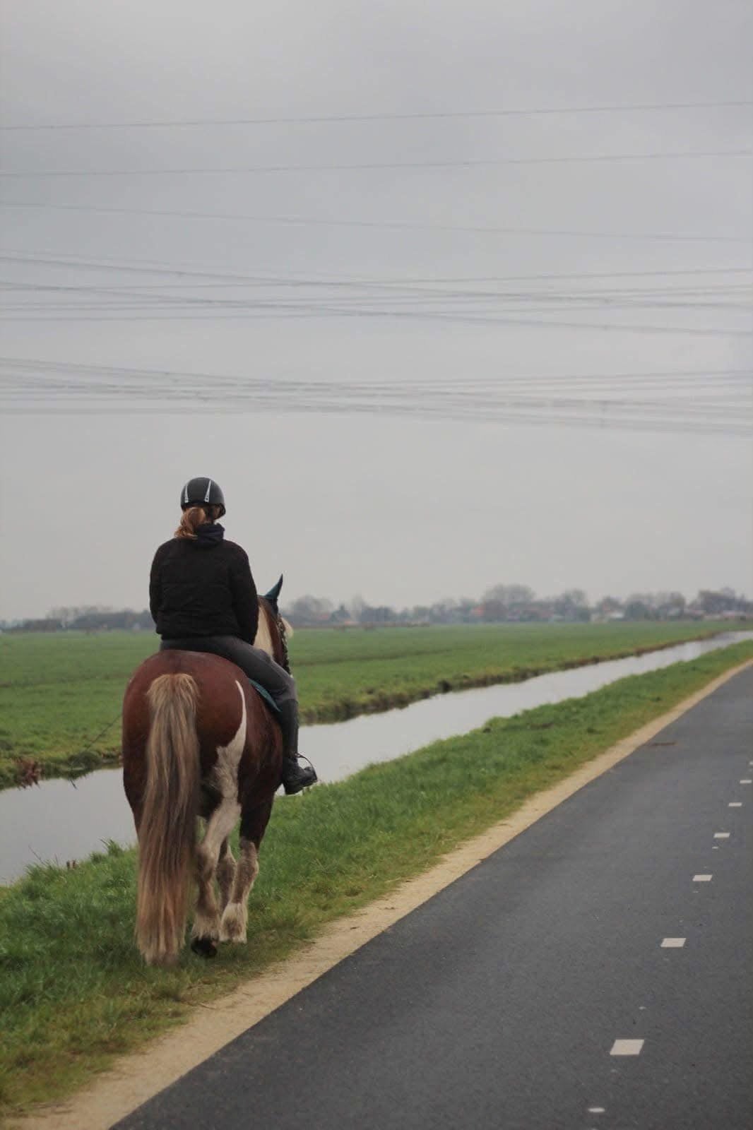BIJRIJD/VERZORGPAARD GEZOCHT, Dieren en Toebehoren, Stalling en Weidegang, 1 paard of pony