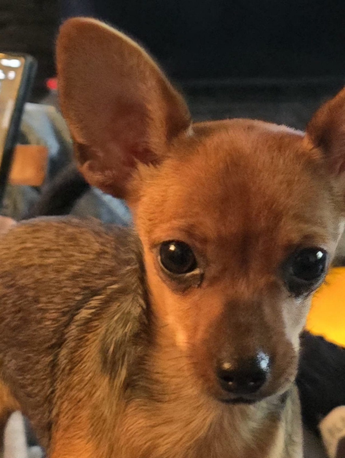 Russische ( Russkiy )  toy puppy, 15 weken tot 1 jaar, Overige rassen, Teef, Eén hond