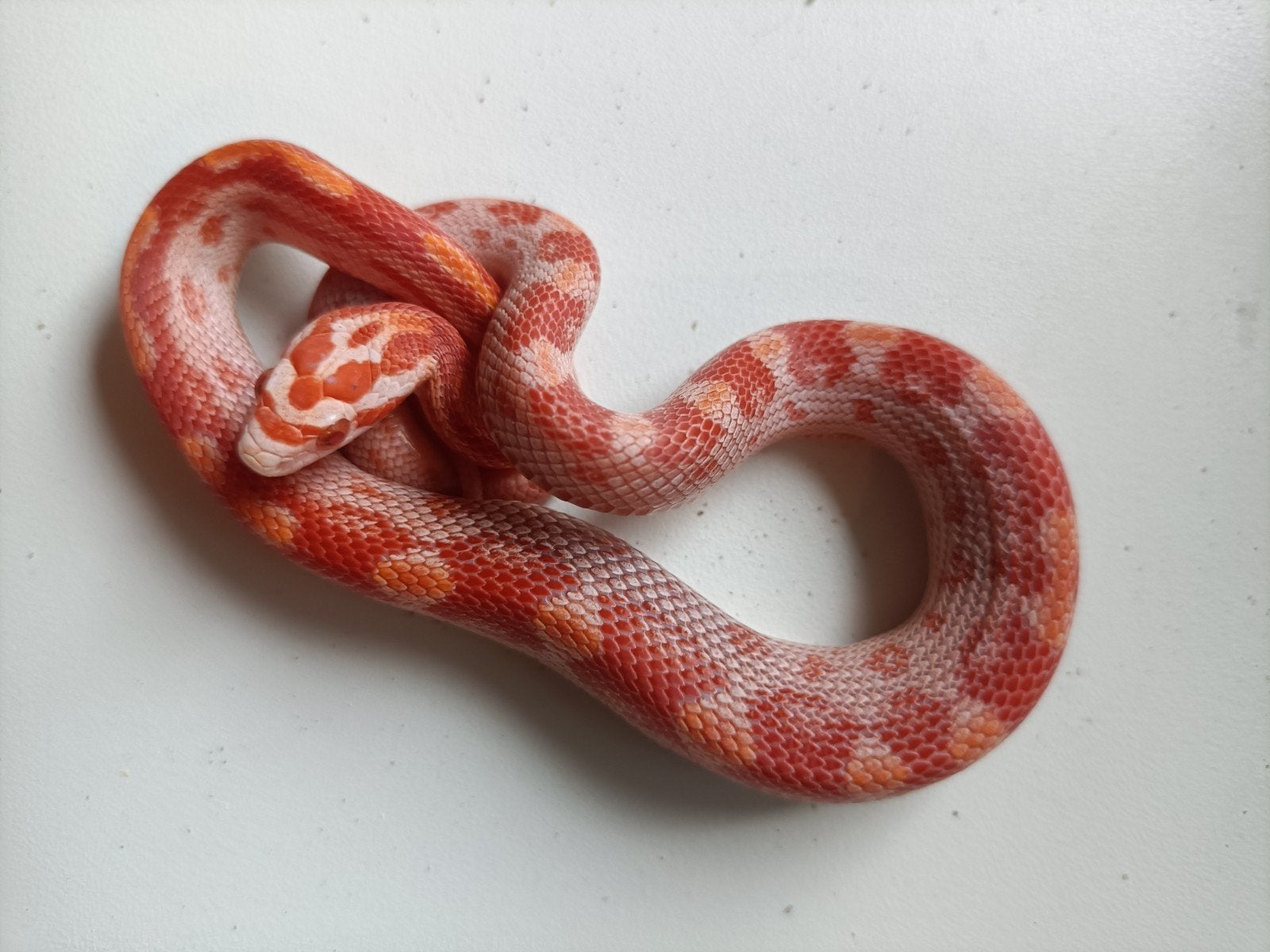 jonge rattenslangen Rat Snake photo 3