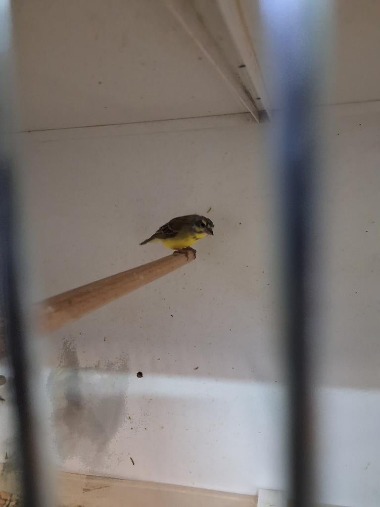 Mozambique sijs pop, Vrouwelijk, Wildzangvogel
