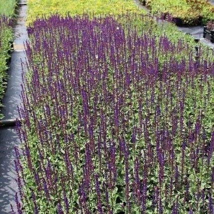 Salie (Salvia nemorosa), Tuin en Terras, Overige soorten, Volle zon, Vaste plant, Ophalen of Verzenden