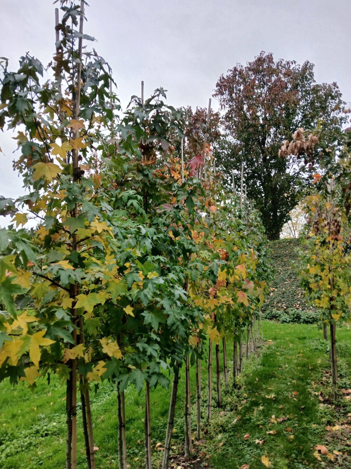 Amberboom/ Liquidambar Styraciflua hoogstam, Ophalen, Herfst, Halfschaduw, Overige soorten