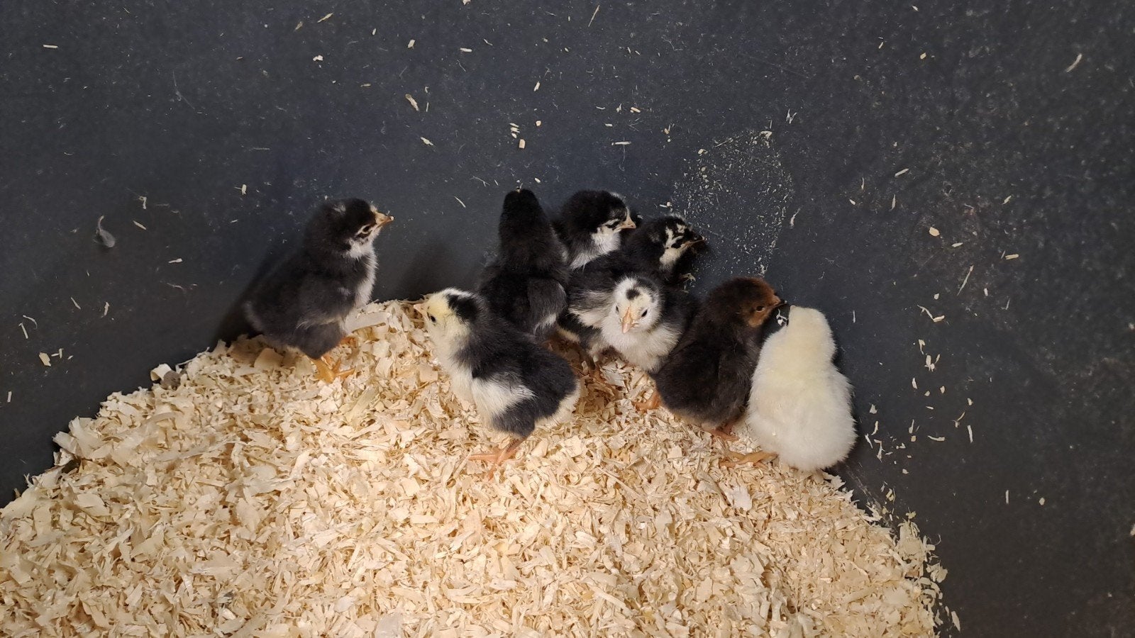 Bonte leghorn kuikens, Dieren en Toebehoren, Pluimvee, Geslacht onbekend, Kip