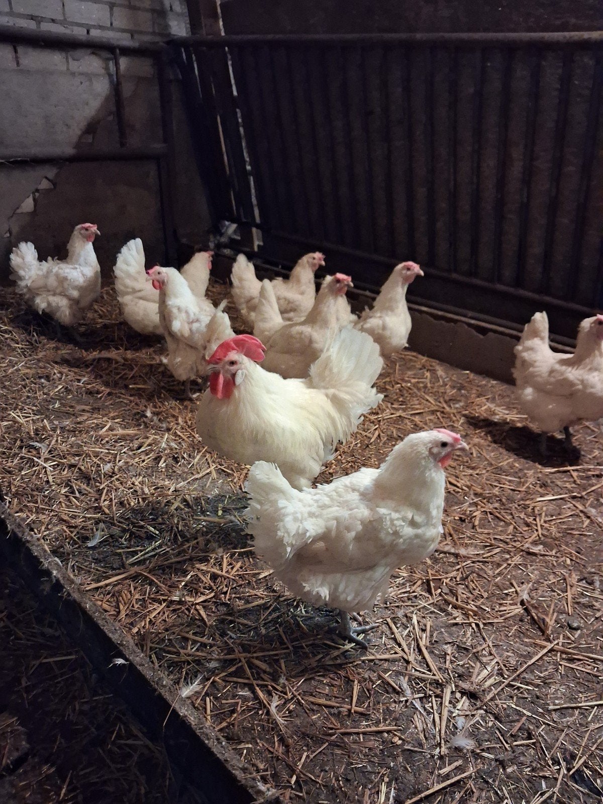 Poule de Bresse Broedeieren, Dieren en Toebehoren, Geslacht onbekend, Overige soorten