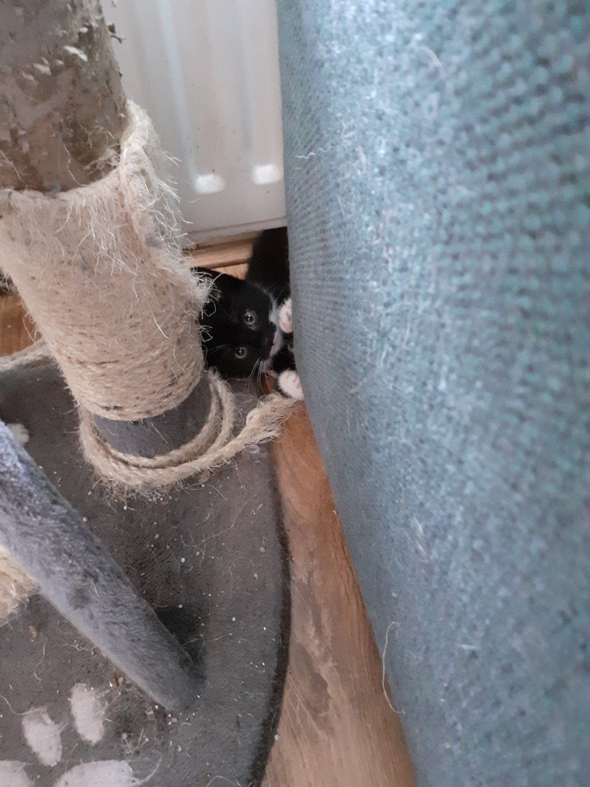 3 kittens dames, Meerdere dieren