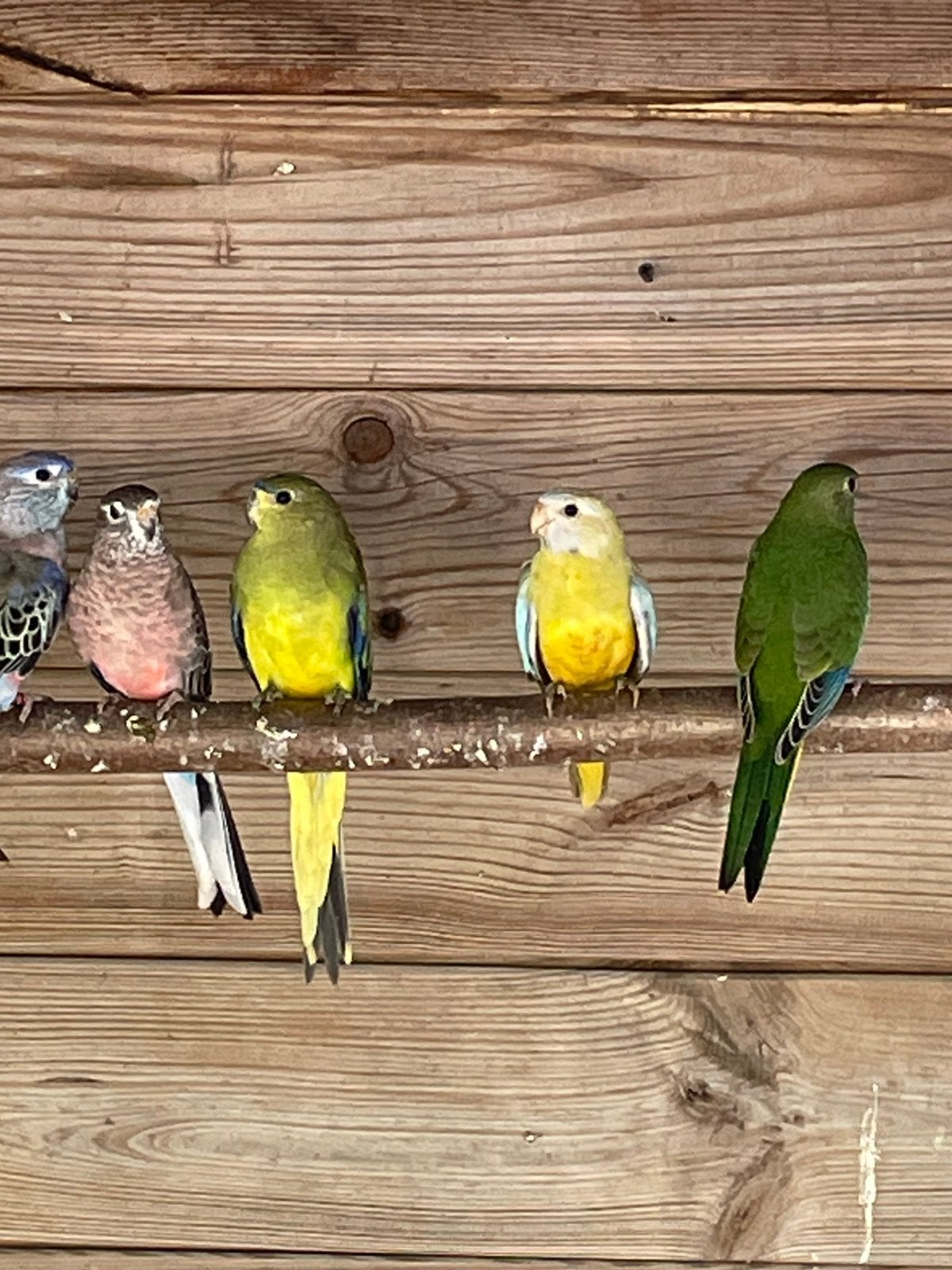 1-0 cinnamon splendid., Dieren en Toebehoren, Vogels | Parkieten en Papegaaien, Mannelijk, Parkiet