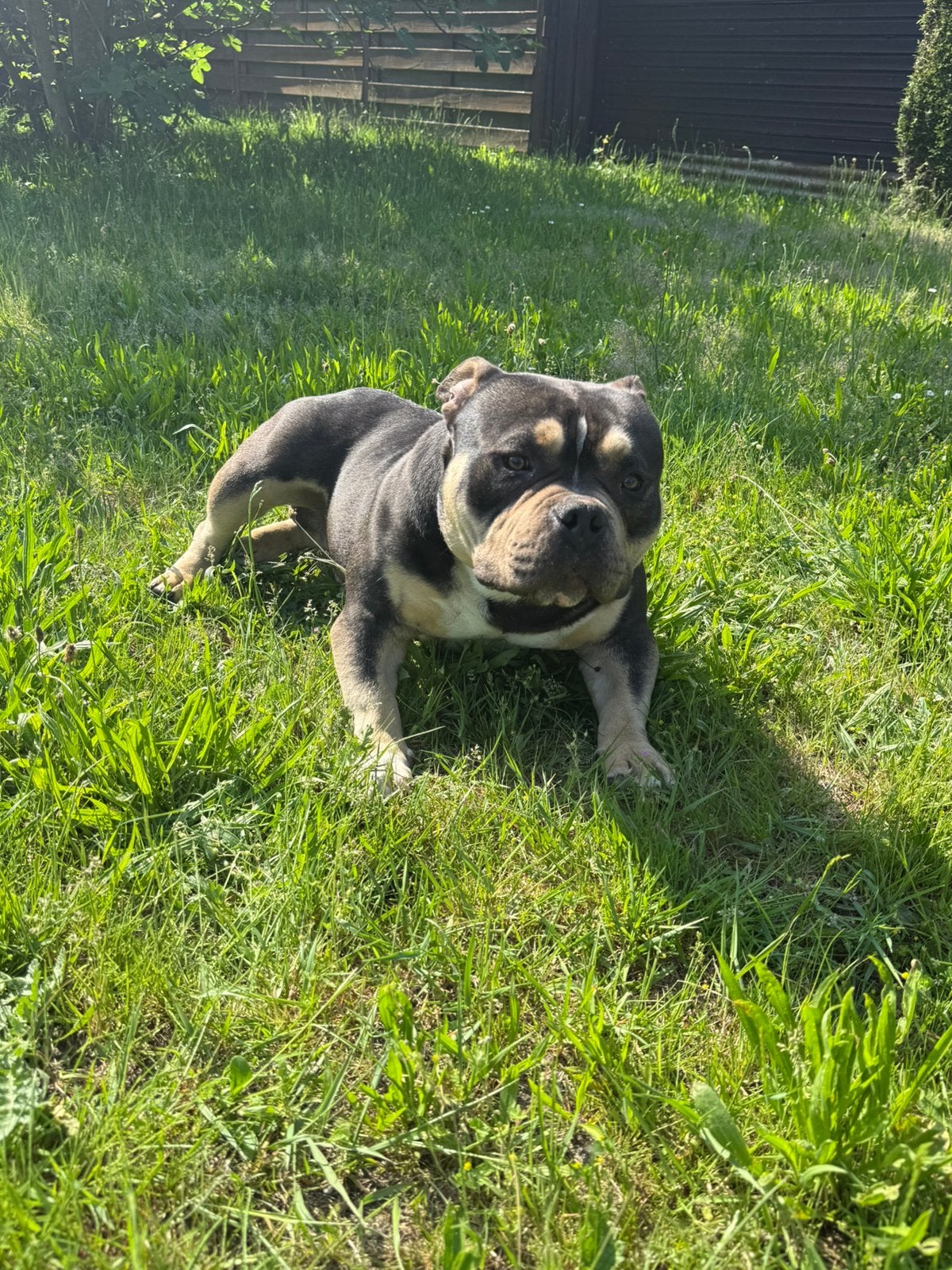 American Pocket Bully - Tri color - Reu, België, Particulier, 15 weken tot 1 jaar, Reu