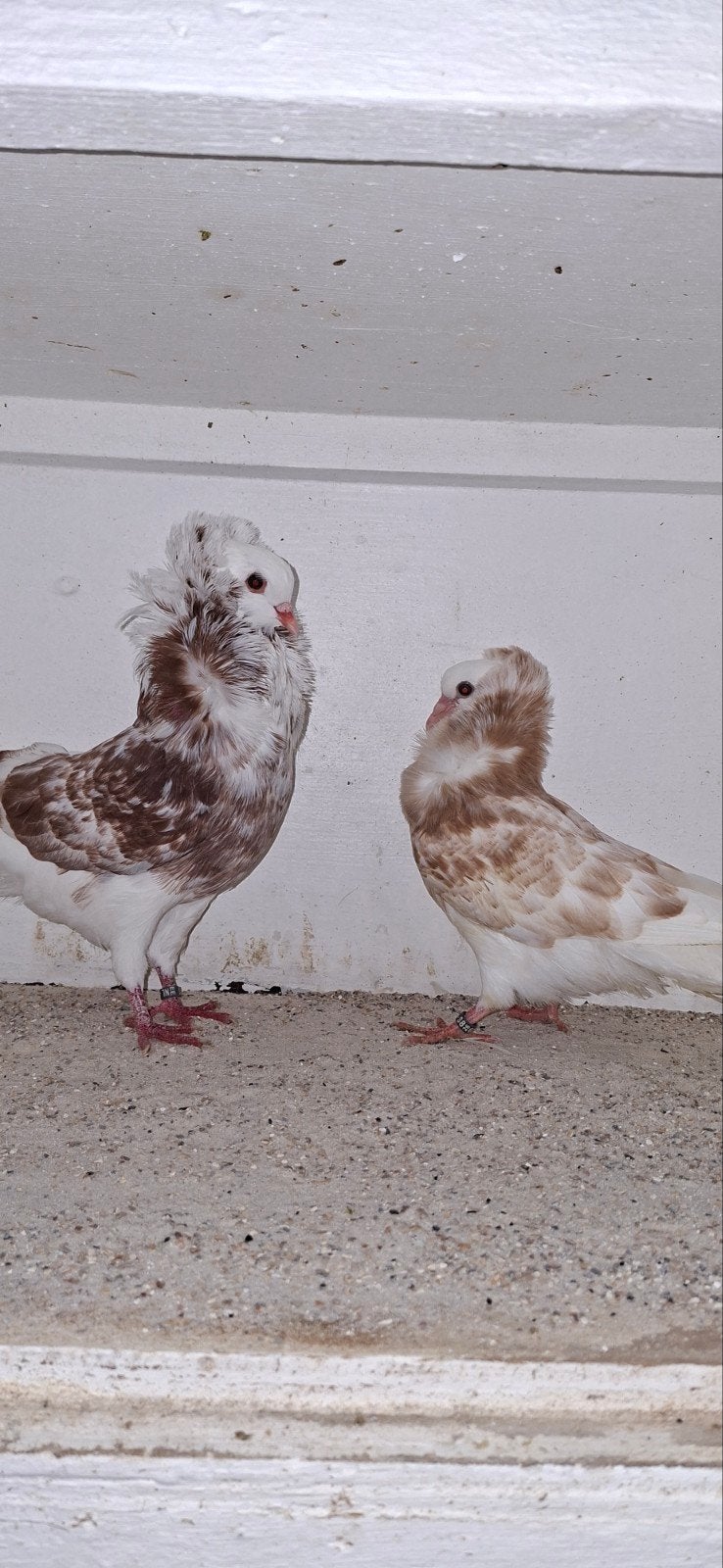 te koop sierduiven Oudhollands kapucijnen duiven, Meerdere dieren, Overige soorten