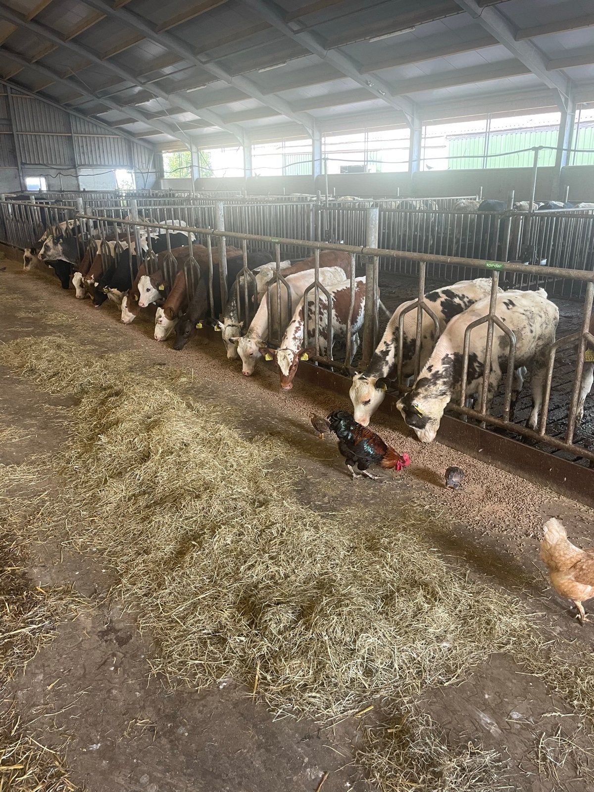 Fleckvieh en blauwe kruisling kalveren, Dieren en Toebehoren, Runderen, Meerdere dieren