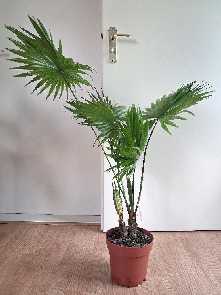 Livistona Rotundifolia - Waaierpalm H: 90 cm., Ophalen, Palm, Halfschaduw, Minder dan 100 cm