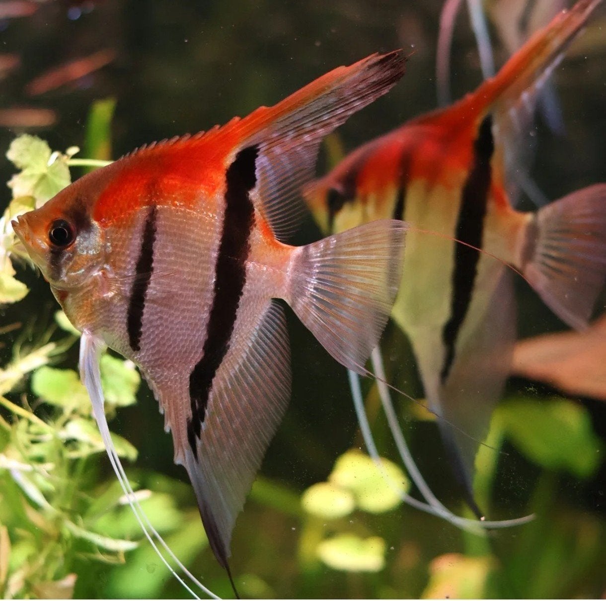 scalare manacapuru red back, Overige typen