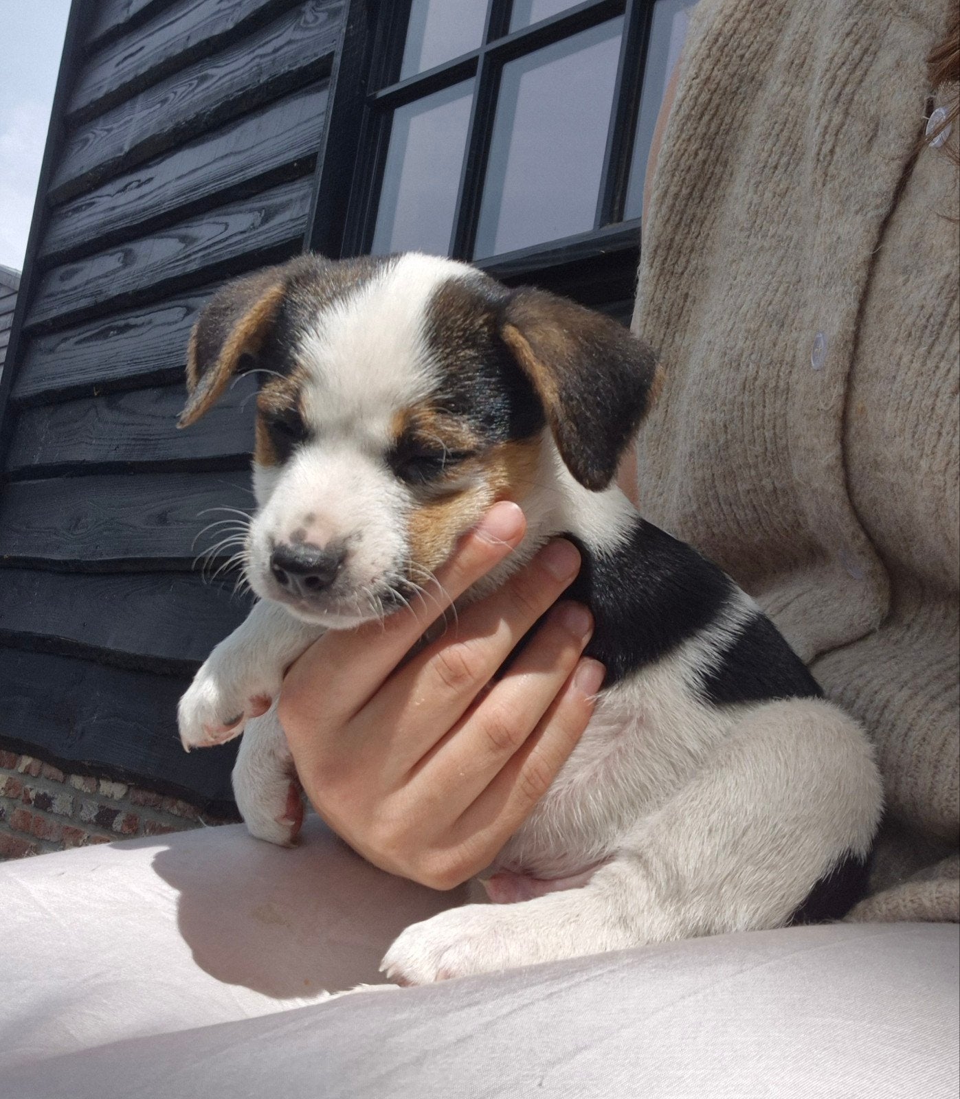Super lieve reutjepup, Eén hond, Nederland, Particulier, Reu