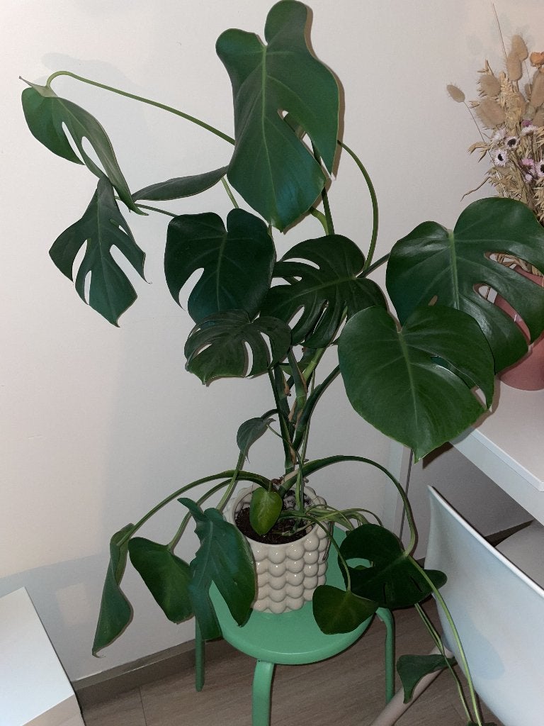 Monstera - plant, Ophalen, 100 tot 150 cm, Overige soorten, Halfschaduw