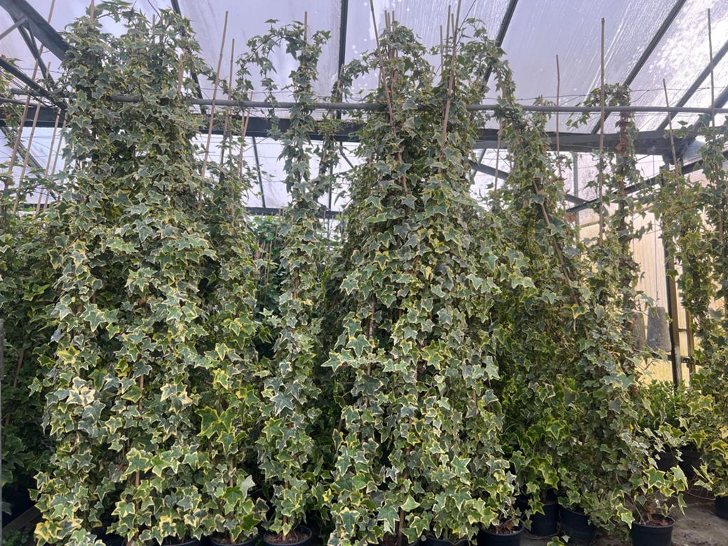 Hedera Goldchild Klimop - 175/225 cm - vanaf €6,00, Tuin en Terras, Planten | Tuinplanten, Ophalen, Vaste plant, Bloeit niet, Halfschaduw