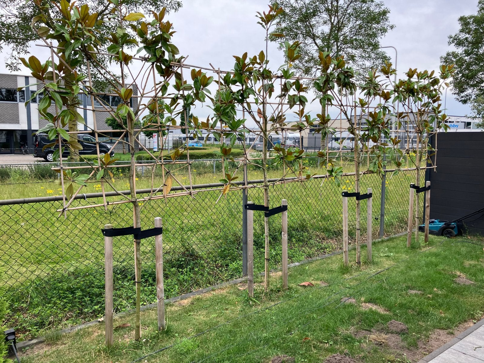 Leibomen - Magnolia Grandiflora - Groenblijvend, Leiboom, 100 tot 250 cm, Zomer, Ophalen