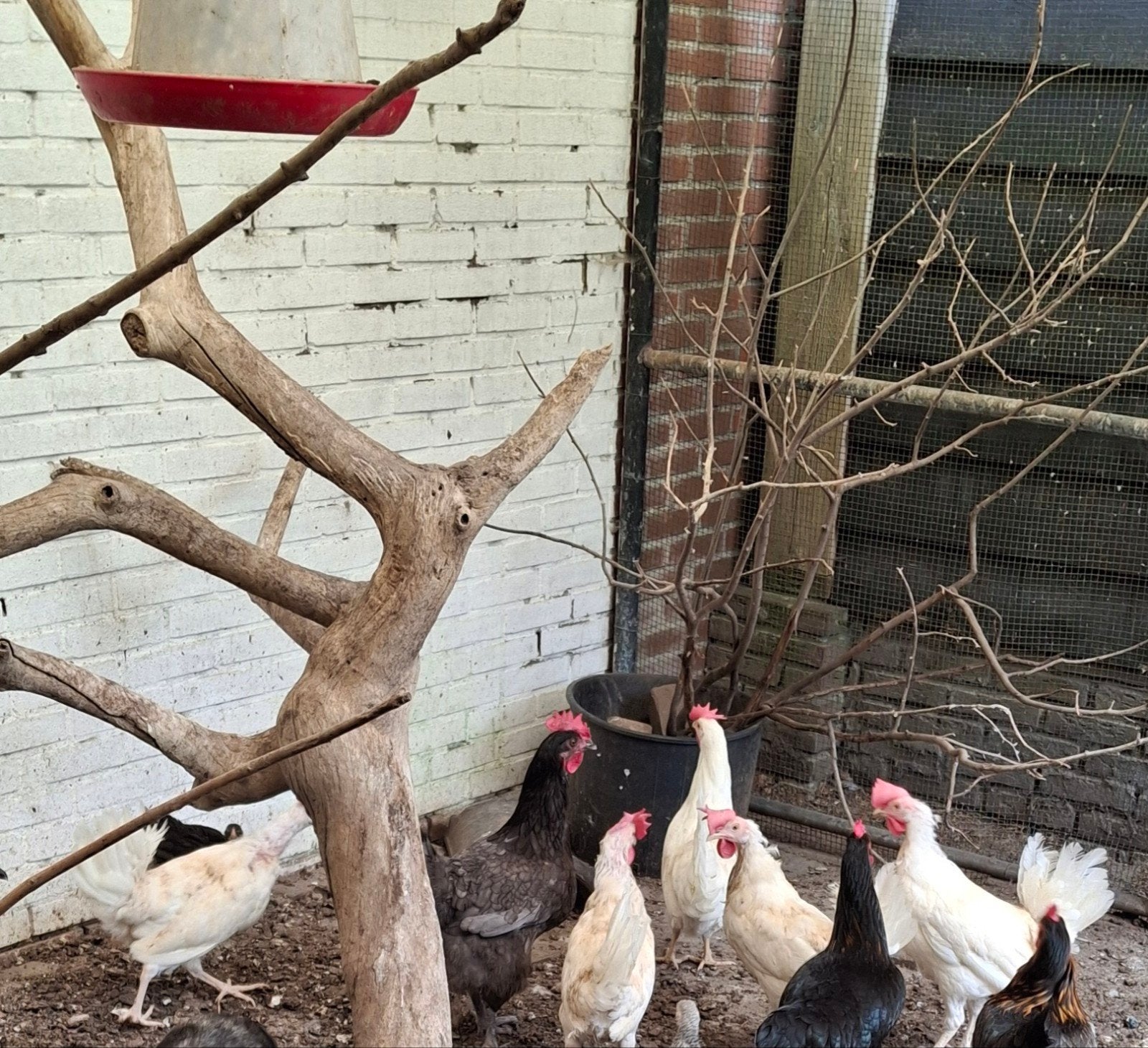 5  jonge witte leghennen, Dieren en Toebehoren, Pluimvee, Vrouwelijk, Kip